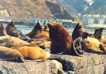 Тюлени. Фото с сайта www.island.hotmail.ru