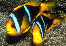 Коралловые рыбки. Фото с сайта www.zooclub.com