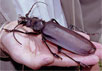 Дровосек-титан Titanus giganteus. Фото с сайта basik.ru/default.asp?id=2366