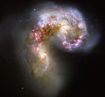 Области звездного формирования выдают себя синеватым свечением. Они видны по соседству с розовыми водородными облаками и темно-коричневыми пылевыми нитями в самом детальном изображении из всех, где когда-либо красовались сталкивающиеся галактики Антенны. Оранжевые капли слева и справа от центра снимка - это два ядра первоначальных галактик, состоящие главным образом из старых звезд. Фото B.Whitmore/NASA/ESA/Hubble Heritage Team/STScI/AURA/ESA-Hubble с сайта hubblesite.org
