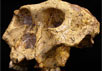 Ископаемый череп Paranthropus robustus, который вымер 1,5-1 млн лет назад. Фото Science с сайта National Geographic
