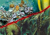 Катастрофа, случившаяся 250 миллионов лет назад, оказала глубокое и длительное воздействие на морскую флору и фауну. Верхняя часть изображения показывает жизнь до массового вымирания, а нижняя - после. Изображение Field Museum с сайта abc.net.au