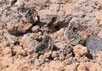 Стекло Дахлы из египетской пустыни. Фото Albert Haldemann с сайта National Geographic News