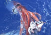 Фото гигантского кальмара, вытащенного на поверхность, с сайта National Geographic
