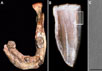 Исследование североафриканской окаменелости. Фото с сайта www.esrf.eu