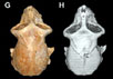 Цветные фотографии и трехмерные компьютерные реконструкции (серый цвет) черепа самки A. zeuxis (Элвин Саймонс и др.). С сайта National Geographic News