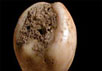 Продырявленные ракушки Nassarius gibbosulus. Фото Ian Cartwright, Institute of Archaeology