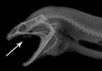 Рентгеновские снимки, демонстрирующие способ питания описываемых мурен. Фото: Rita Mehta, Section of Evolution and Ecology and Candi Stafford, School of Veterinary Medicine, UC Davis