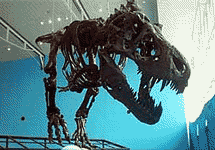 Скелет тираннозавра. Фото с сайта www.fortpeckpaleo.com