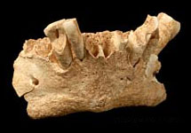 Найденная в Испании челюстная кость, как предполагают ученые, принадлежала женщине. Фото с сайта BBC News