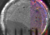 Микрофотография марсианского грунта, полученная "Фениксом" 3 июня. Фото NASA/JPL-Caltech/University of Arizona с сайта www.jpl.nasa.gov/news/phoenix/main.php