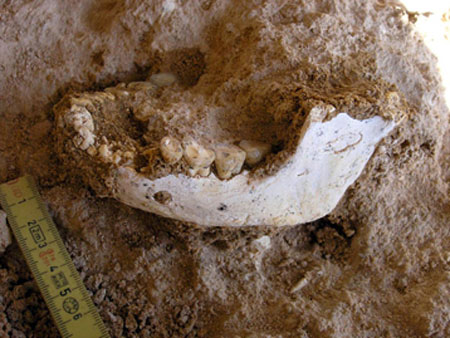 Фотография ископаемой нижней челюсти, найденной 15 мая 2008 г. в carri&#232;re Thomas I &#224; Casablanca. Фото Jean-Paul Raynal (CNRS)