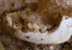 Фотография ископаемой нижней челюсти, найденной 15 мая 2008 г. в carri&#232;re Thomas I &#224; Casablanca. Фото Jean-Paul Raynal (CNRS)