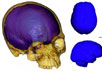 Внутренности окаменелого черепа Люцзян, заполненные виртуальным мозговым веществом. Изображение Xiujie Wu с сайта www.sciencedaily.com