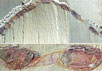 Окаменелость, демонстрирующая коллективное поведение древнейших членистоногих. Фото Дерека Сиветера с сайта www.ox.ac.uk