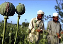 Маковая плантация в Афганистане. Фото digiguide.com