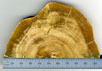 Сечение сталактита из карстовой пещеры Сорек. Сталактит состоит из кальцита и других минералов, принесенных водой. Фото с сайта www.news.wisc.edu