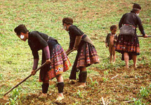 Индонезийские фермеры. Фото www.asiat.ru