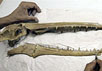 Окаменелый череп гигантской морской птицы. Фото AP с сайта www.new.newsvine.com
