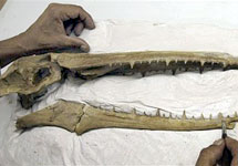 Окаменелый череп гигантской морской птицы. Фото AP с сайта www.new.newsvine.com