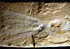 Одна из удивительных окаменелостей. Фото: Dirk Fuchs с сайта www.examiner.com
