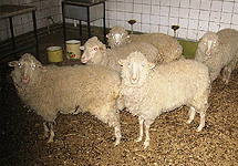 Овцы. Фото Unifree.Ru