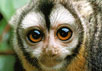 В Бразилии много диких обезьян. Ночные обезьяны с сайта www.primates.com/monkeys/nightmonk.htm