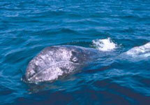 Серый кит. Фото с сайта www.seu.ru