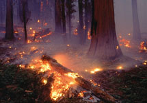 Лесной пожар. Фото с сайта www.ecolopro.ru