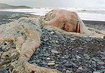 Чилийский морской монстр. Фото AFP с сайта www.newsru.com/world/03Jul2003/monster.html