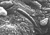 Характерные микроструктуры марсианского метеорита некоторые считают свидетельством существования внеземной жизни. Фото NASA с са