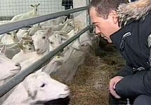 Дмитрий Медведев с козами. Кадр "Вестей"
