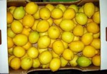 Лимоны. Фото: frutika.ru 