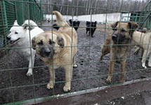Собаки в приюте. Фото: m24.ru