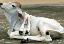 Шестиногая корова. Фото с сайта www.us.news1.yimg.com