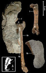Окаменевшие кости пингвина, найденные на Огненной Земле, - самые старые из всех, когда-либо найденных в Южной Америке. Фото с са