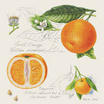 Изображение с сайта www.acclaimposters.com/topic_Food/Pictures_of_Tangerines-0307-0114-4855-apc.html