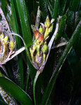 Цветущая Posidonia. Фото с сайта marenostrum.org/vidamarina/vegetalia/fanerogamas/posidonia/
