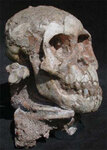 3,3-миллионолетний череп детеныша Australopithecus afarensis. Фото National Geographic