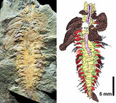 Найденная окаменелость (слева) и реконструкция (справа) вымершего бронированного червя. Иллюстрация Vinther, et al Nature с сайта www.yale.edu
