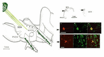 Схематическое изображение работы слуховой системы в человеческом мозге. Иллюстрация с сайта www.med.umich.edu