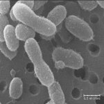 Chryseobacterium greenlandensis. Фото с сайта http://rian.ru