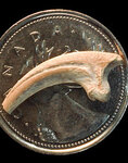 Коготь Hesperonychus elizabethae на фоне канадской монетки. Фото с сайта www.ucalgary.ca