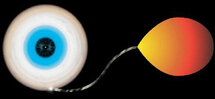 Нейтронная звезда с аккреционным диском (слева) питается веществом звезды-компаньона (справа). Рисунок Bill Saxton, NRAO/AUI/NSF с сайта www.nrao.edu