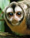 В Бразилии много диких обезьян. Ночные обезьяны с сайта www.primates.com/monkeys/nightmonk.htm