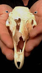 Череп рогатого кенгуру-подростка. На роговидные отростки указывают стрелки. Фото с сайта www.newscientist.com