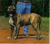 Фото с сайта Presa Canario on the Web