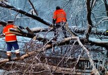 Уборка упавшего дерева с путей метро. Фото: @MetroOperativno