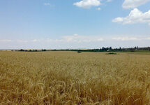 Пшеничное поле под Симферополем. Фото: jalita.com