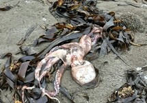 Мертвый осьминог на Халактырском пляже. Фото: astv.ru